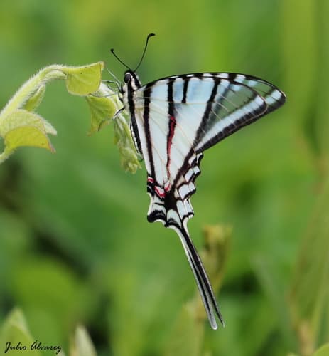 Mexican Kite Swallowtail
