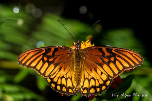 Mexican Silverspot