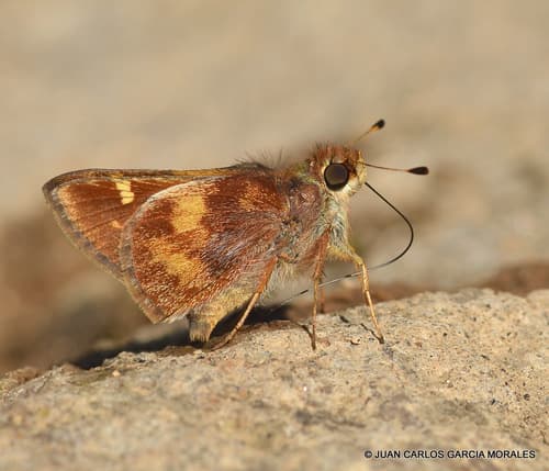 Mexican Umber Skipper
