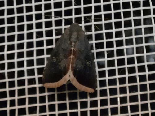 Micrathetis canifimbria