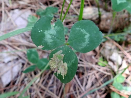 Clover Leaf Miner Moth