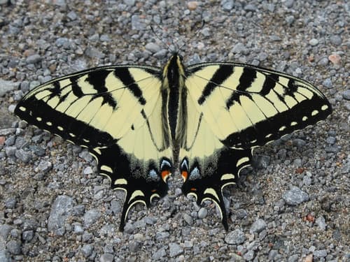 Midsummer Tiger Swallowtail