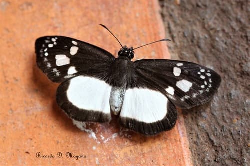 White-banded Skipper