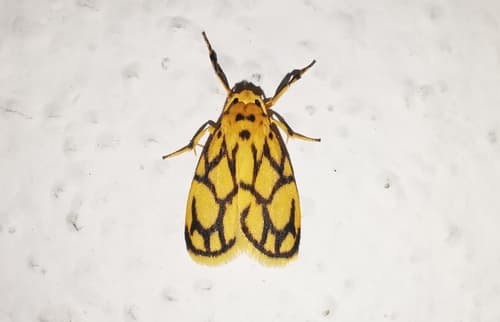 Miltochrista conjunctana