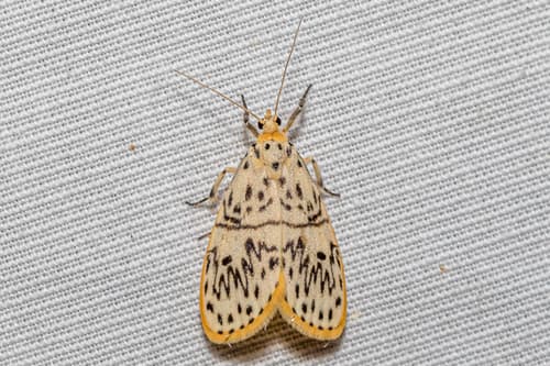 Undulating Footman Moth