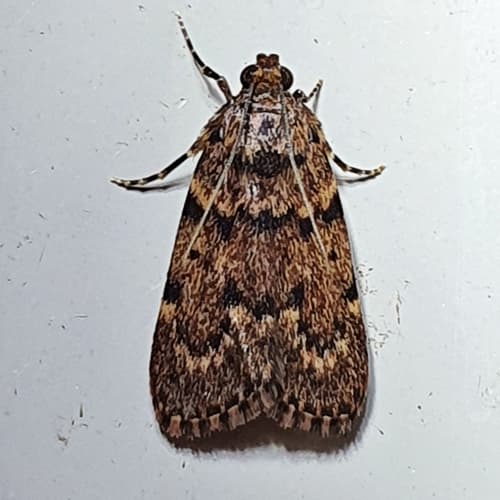 Mimaglossa nauplialis