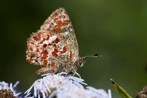 Red-spotted Hairstreak