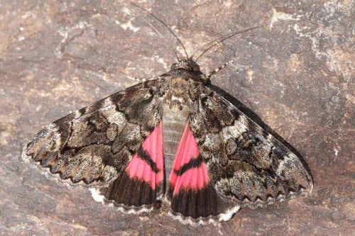 Minsmere Crimson Underwing