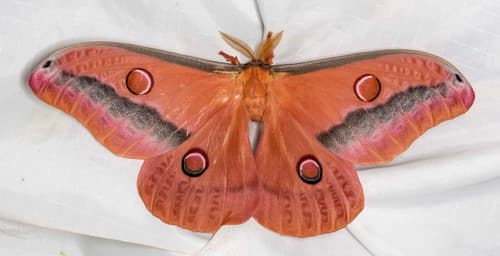 Mistletoe Emperor Moth