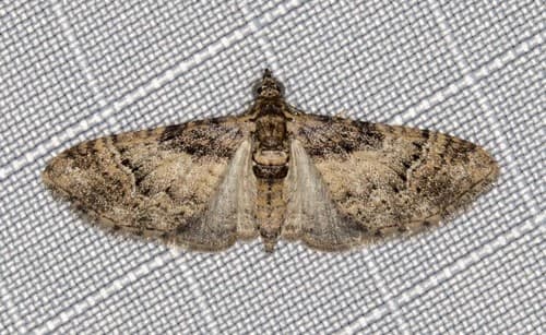 Mnesiloba eupitheciata