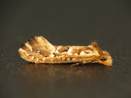 Moerarchis inconcisella