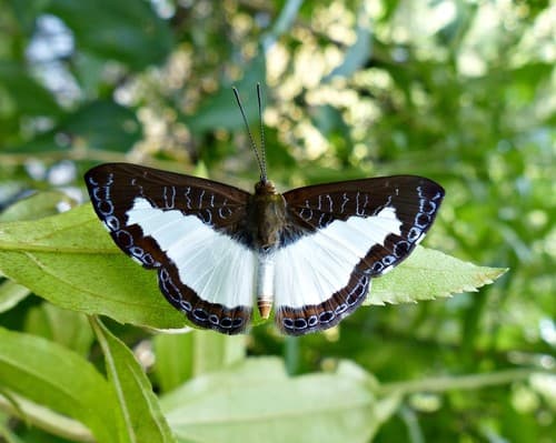 Molpe Metalmark