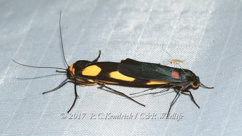 Monosyntaxis holmanhunti