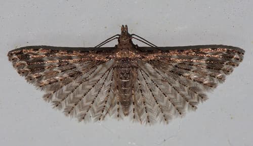 Montana Six-plume Moth