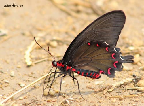 Montezuma's Cattleheart