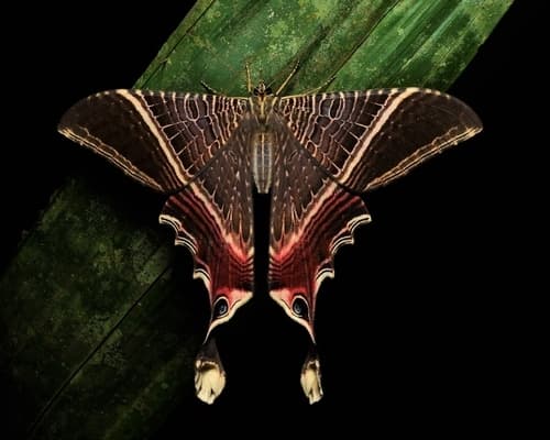 Moon Eyetail Moth