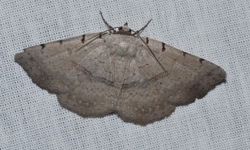 Moon-lined Moth