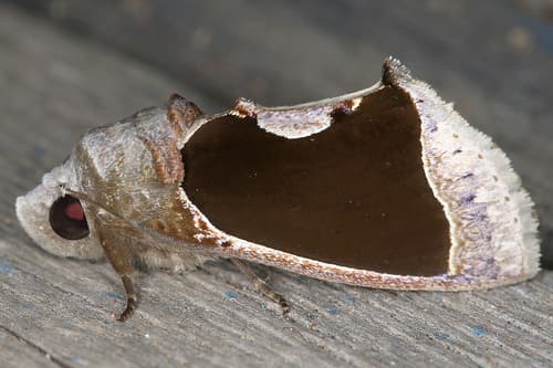 Moonseed Fruitpiercer