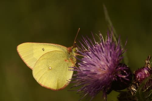 Moorland Clouded Yellow