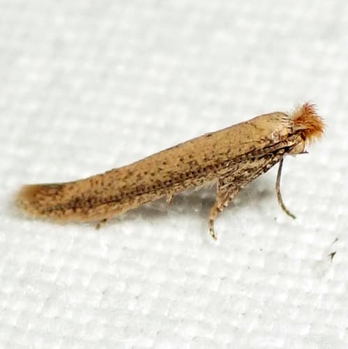 Morning-glory Leafminer Moth