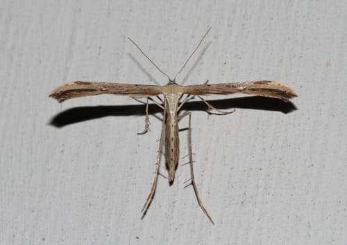 Morning-glory Plume Moth