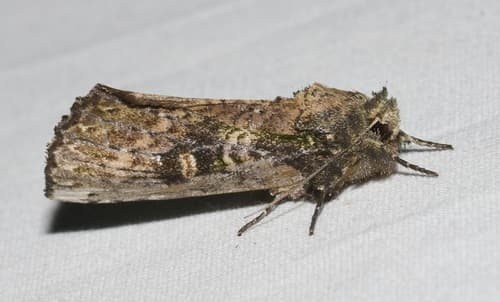 Morning-glory Prominent