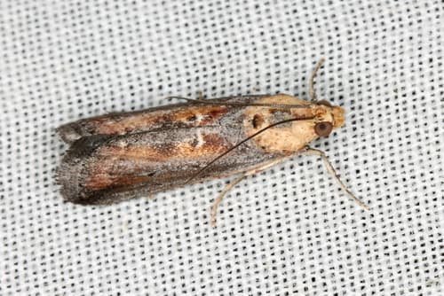 Morosaphycita oculiferella