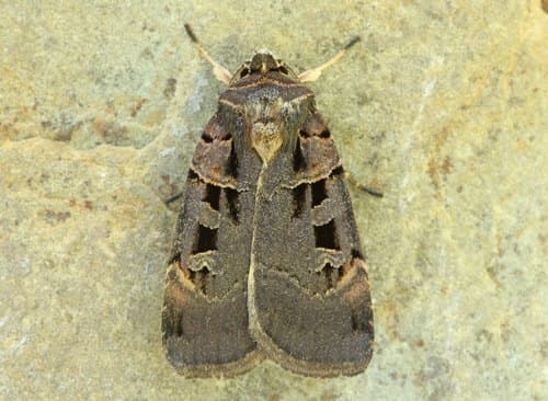 Morrison's Sooty Dart