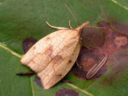 Mosaic Sparganothis Moth