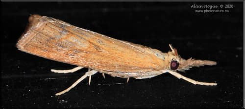 Mottled Grass-veneer