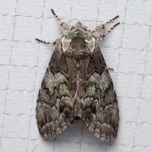 Mottled Prominent