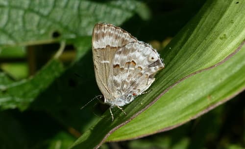 Mottled Scrub-Hairstreak