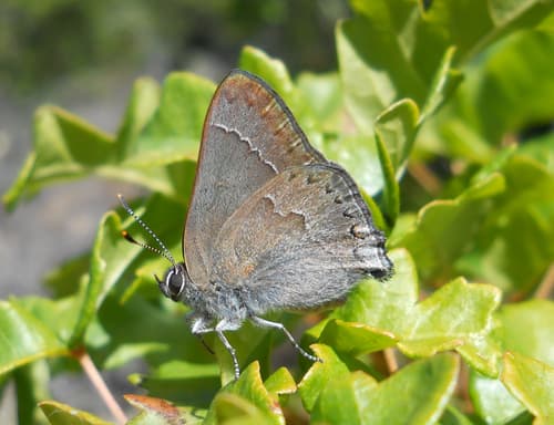 Mountain Mahogany Hairstreak