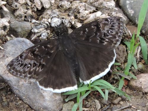 Mournful Duskywing