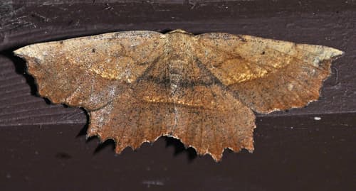 Muzaria euchlaena moth