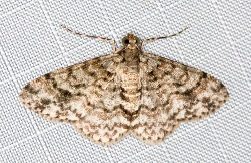 Myrioblephara desumpta