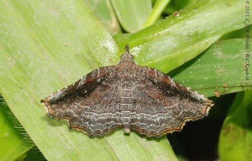 Nagadeba indecoralis
