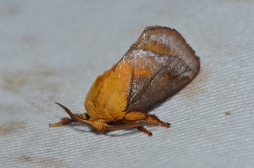 Narosoideus flavidorsalis