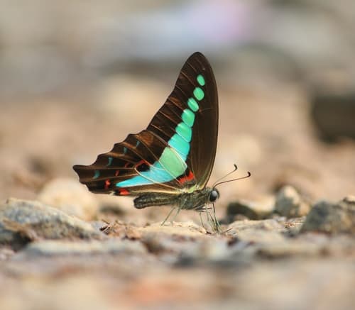 Narrow-banded Bluebottle