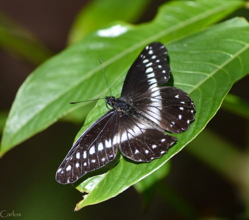Narrow-banded Dartwhite