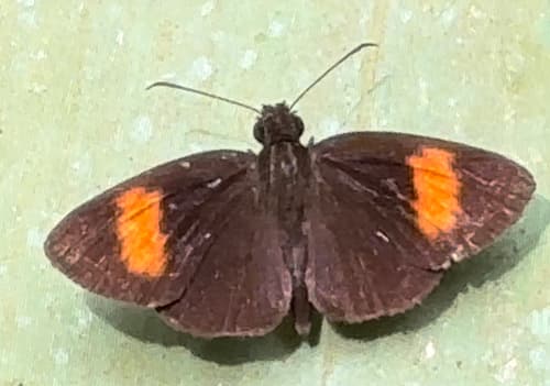 Narrow-banded Velvet Bob