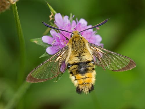 Narrow-bordered Bee Hawkmoth