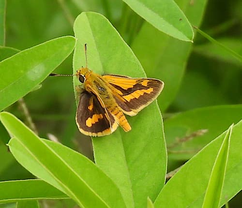 narrow-brand grass-dart