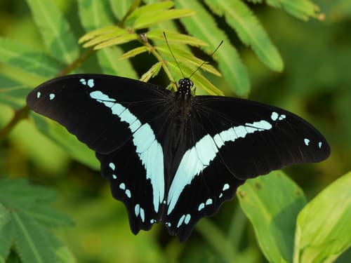 Narrow Green-banded Swallowtail