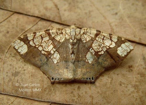 Nematocampa completa