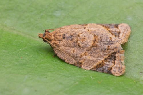 Neocalyptis affinisana
