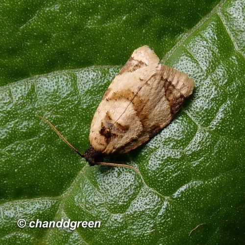 None widely recognized