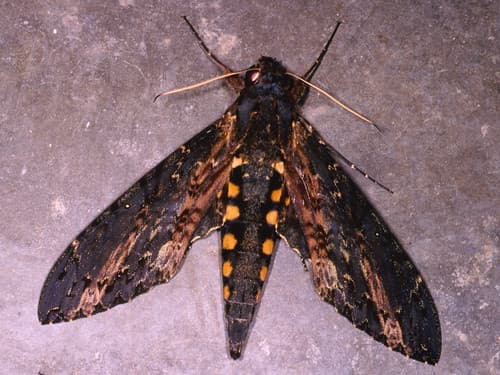 Cluentius Sphinx