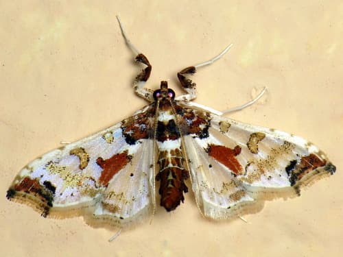 Tomato Fruitworm Moth