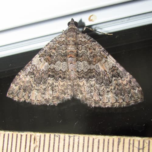 New Mexico Carpet Moth